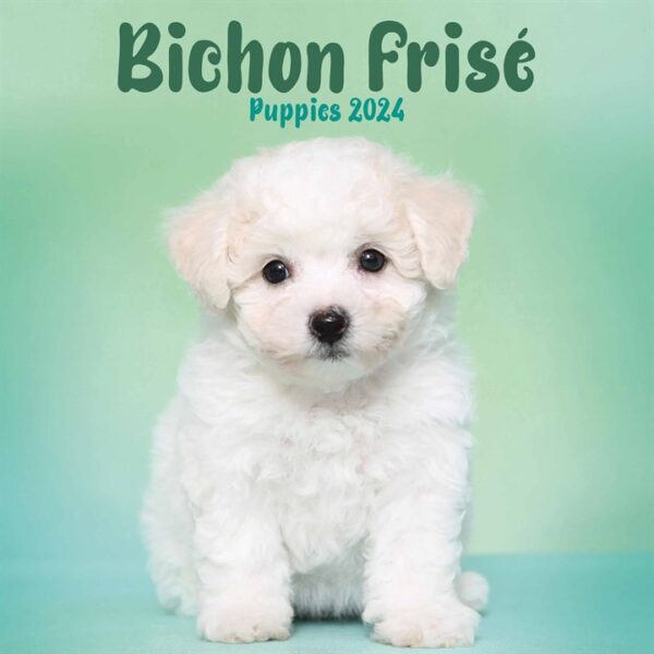 Bichon Frisé Puppies Mini Calendar 2024