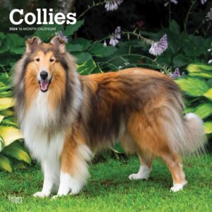 Collies Calendar 2024