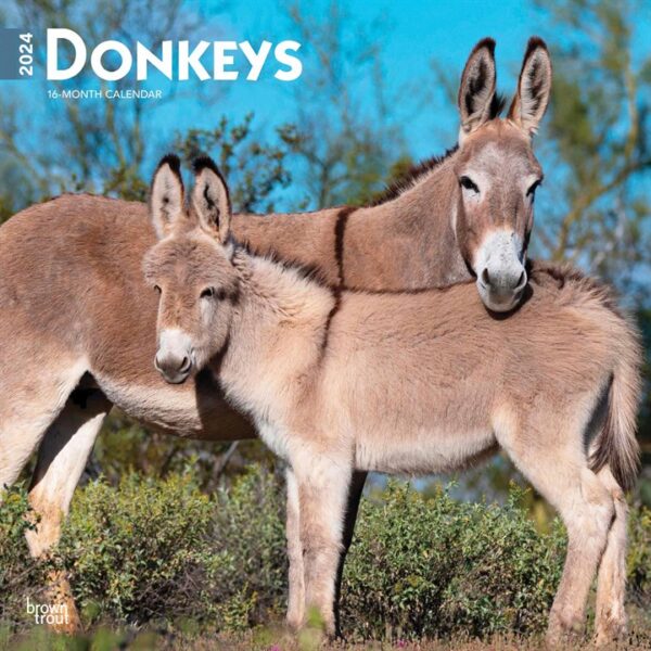 Donkeys Calendar 2024