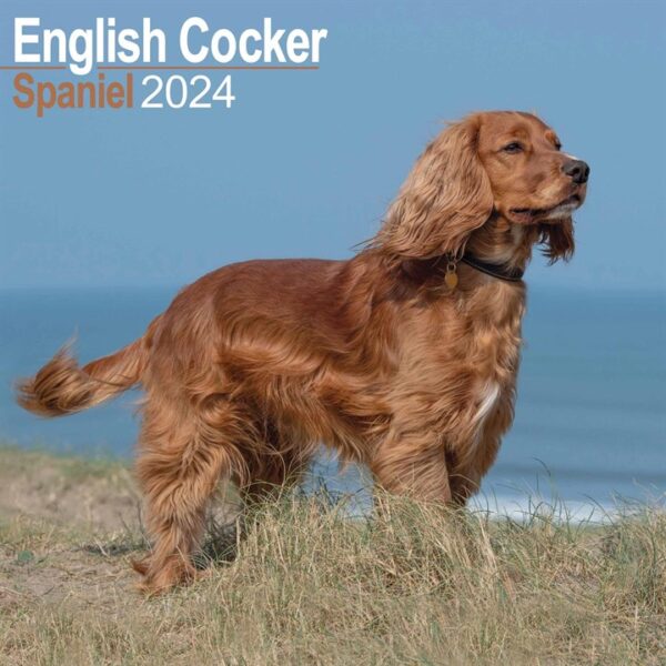 English Cocker Spaniel Calendar 2024