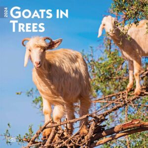 Goats In Trees Calendar 2024