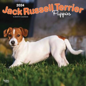 Jack Russell Terrier Puppies Calendar 2024
