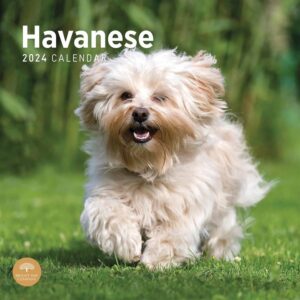 Just Havanese Calendar 2024