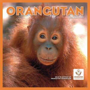 Orangutan Calendar 2024