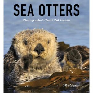 Sea Otters Calendar 2024