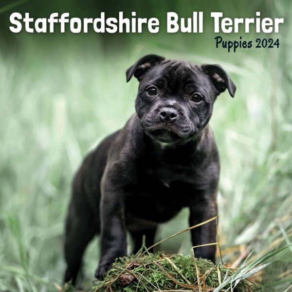 Staffordshire Bull Terrier Puppies Mini Calendar 2024