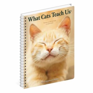 What Cats Teach Us A5 Diary 2024
